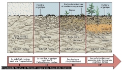 Formation des sols